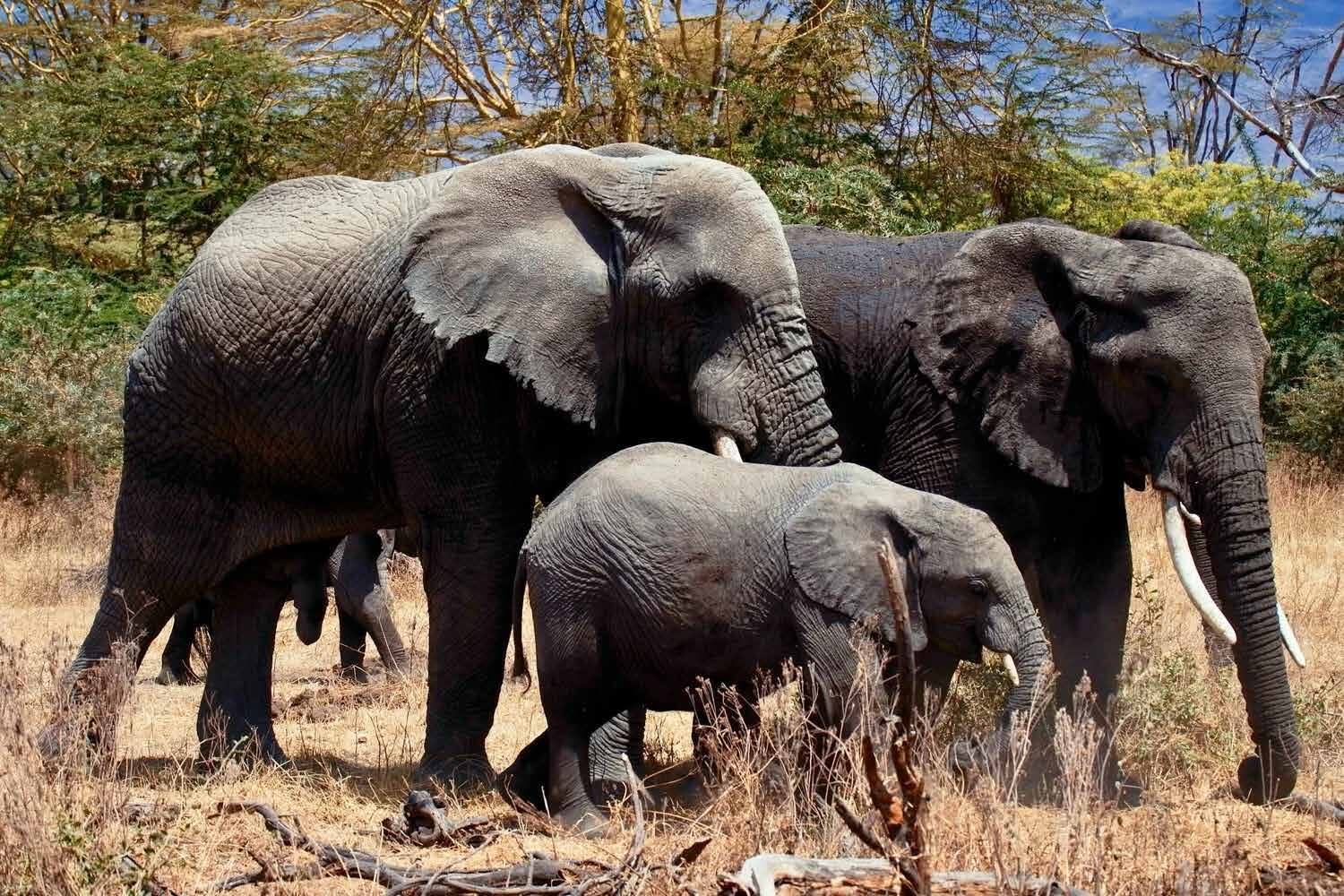 Tutoke Tours and Adventures safari planning scene