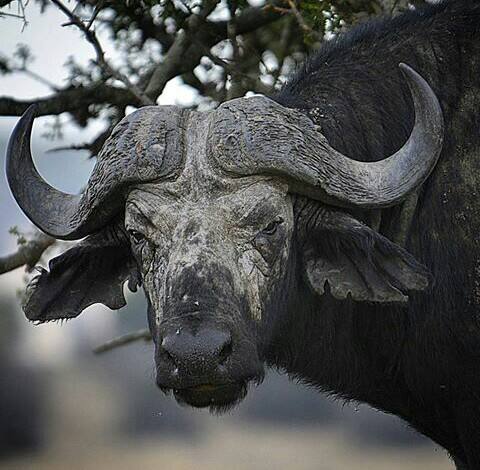 Akagera National Park in Rwanda