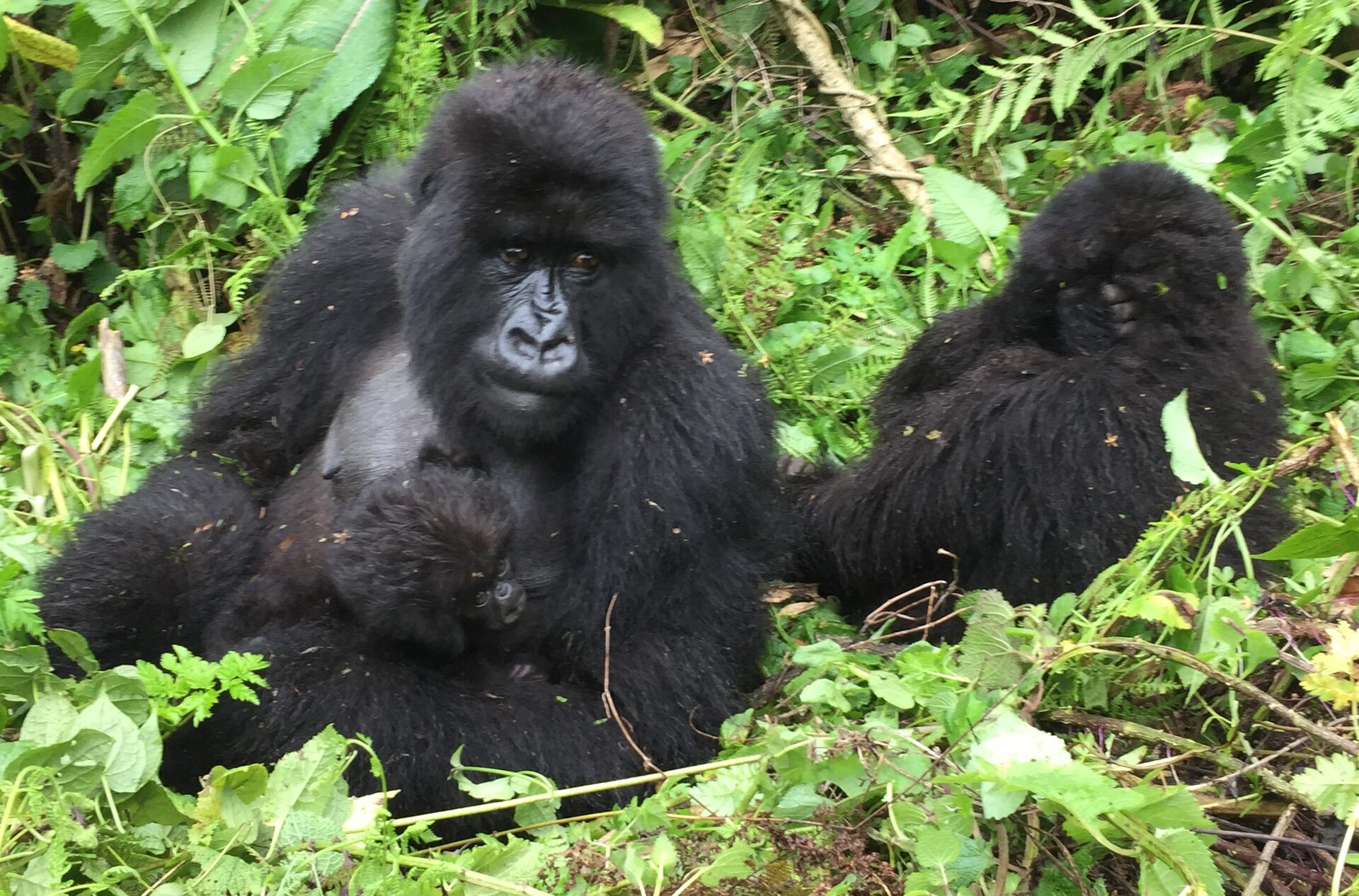 Gorilla trekking in Rwanda