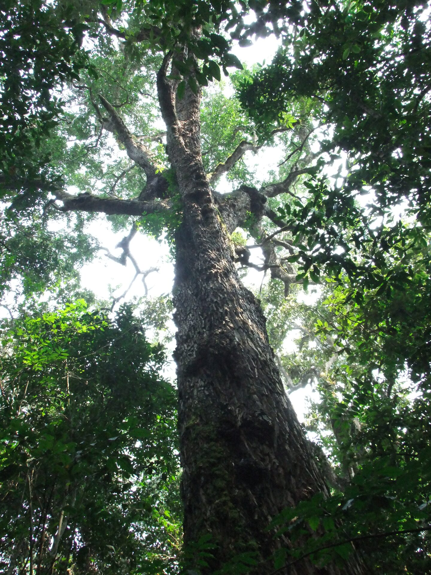 Kibale Forest