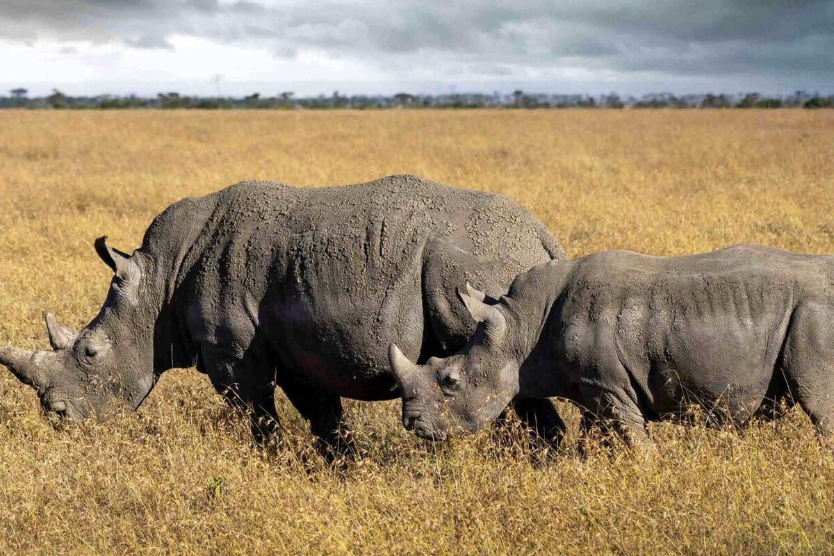 Tanzania safari route near Arusha