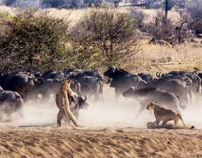 Rubondo Island National Park