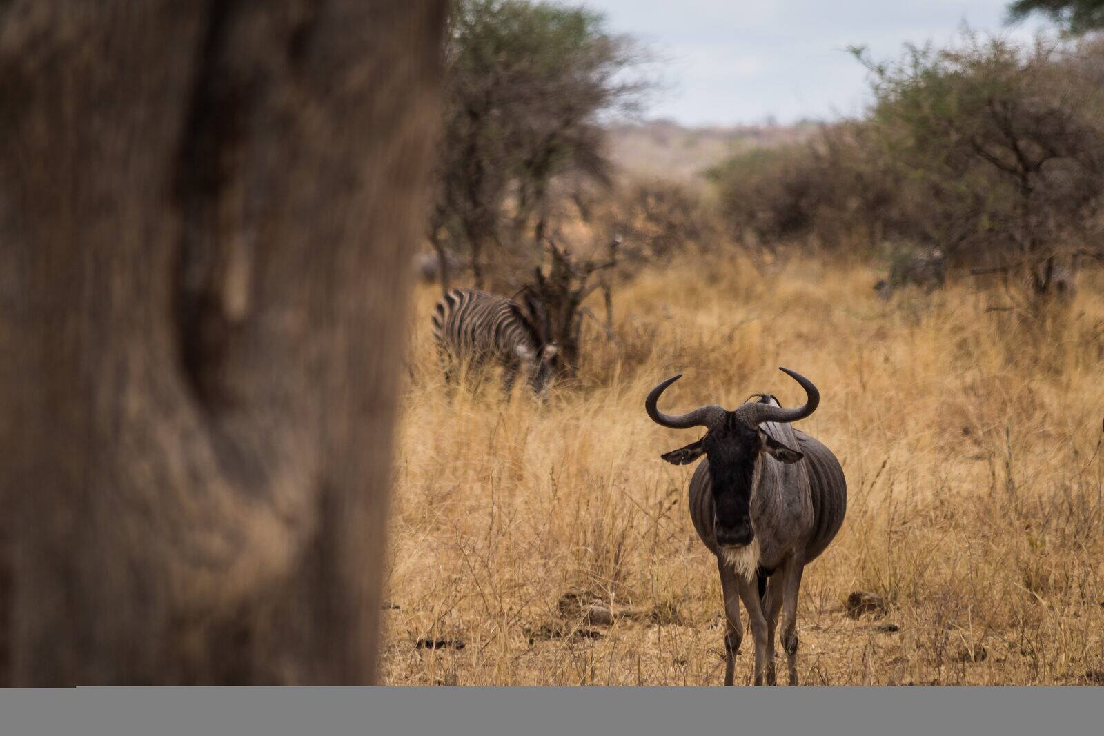 Tarangire National Park